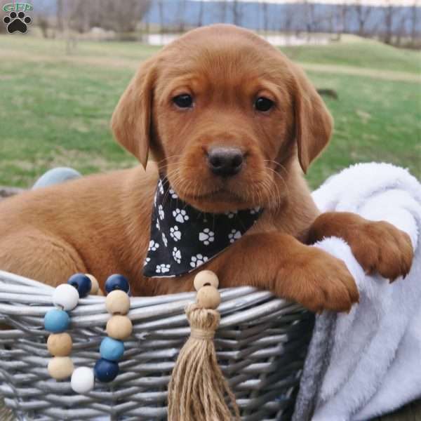 Lincoln, Fox Red Labrador Retriever Puppy